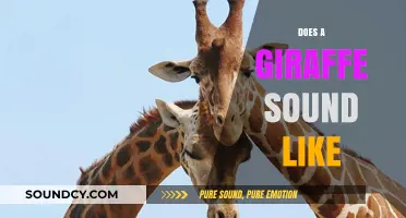 Unveiling the Unique Vocalizations: What Does a Giraffe Sound Like?