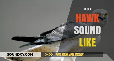 What Does a Hawk Sound Like? Decoding Their Unique Calls