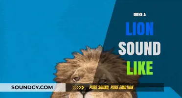 Unveiling the Majestic Roar: What Does a Lion Sound Like?