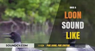 Unraveling the Mystical Call: What Does a Loon Sound Like?