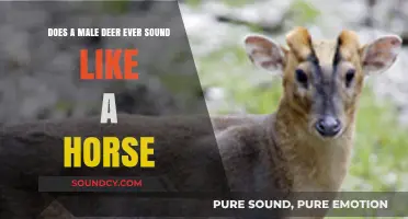 Do Male Deer Ever Neigh Like Horses? Unraveling Wildlife Sounds