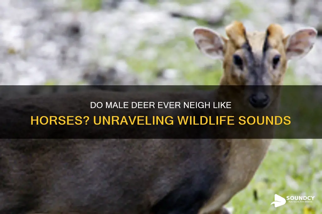 does a male deer ever sound like a horse