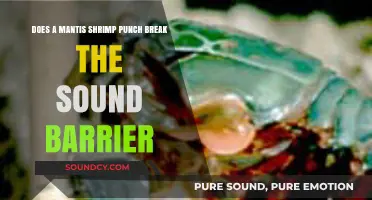Mantis Shrimp's Punch: Breaking the Sound Barrier or Myth?