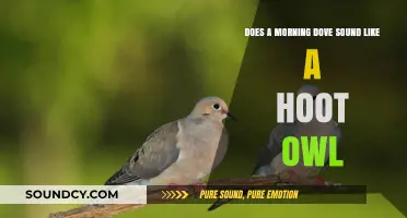 Morning Dove vs. Hoot Owl: Unraveling Their Distinctive Sounds