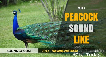 What Does a Peacock Sound Like? Unveiling the Unique Call of the Majestic Bird