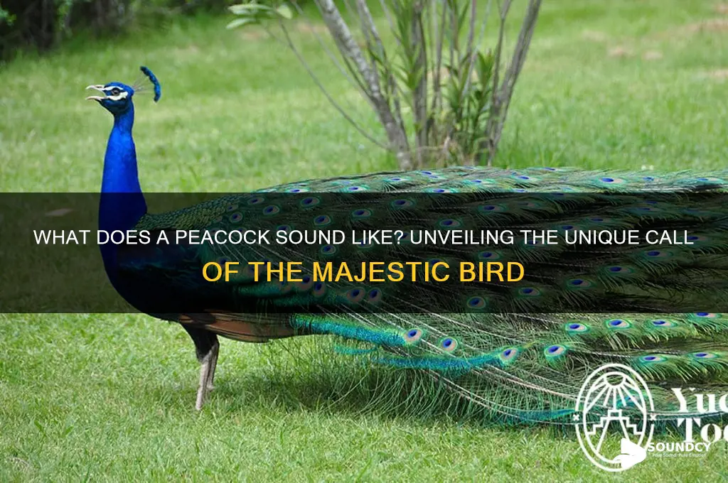 does a peacock sound like