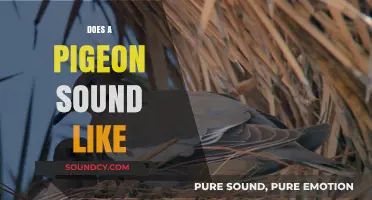 What Does a Pigeon Sound Like? Exploring Their Unique Coos and Calls