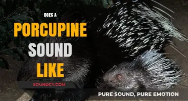 What Sound Does a Porcupine Make? Unveiling Their Unique Vocalizations