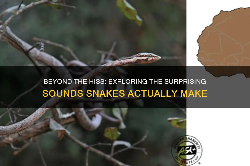does a snake make any sounds besides a hiss