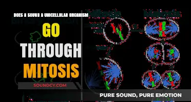 Unicellular Organisms and Mitosis: Exploring Cell Division in Single-Celled Life