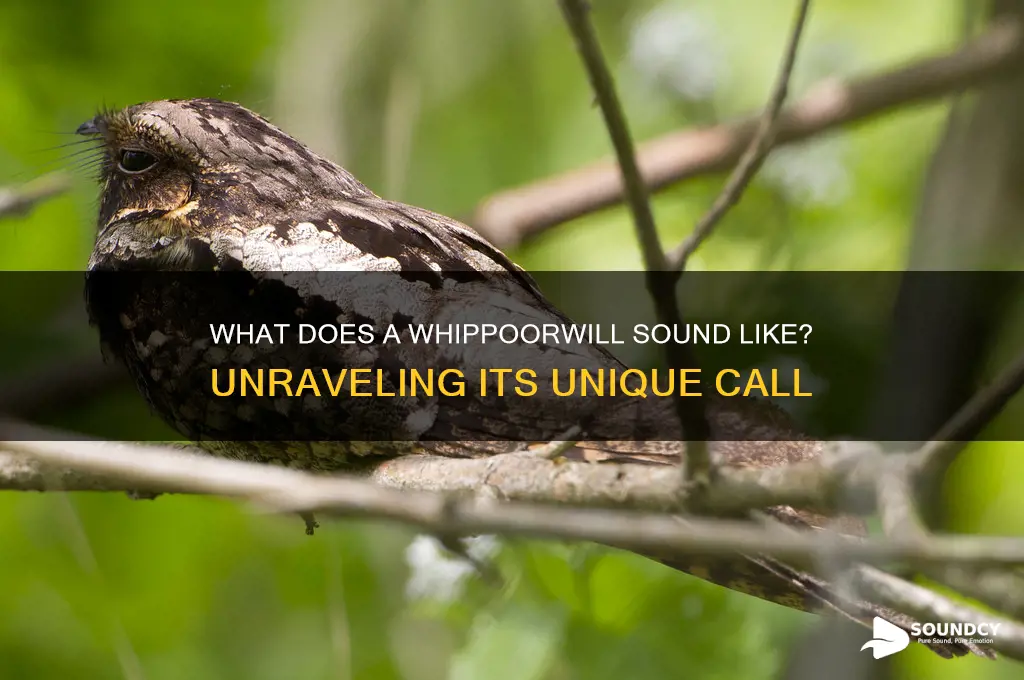 does a whippoorwill sound like