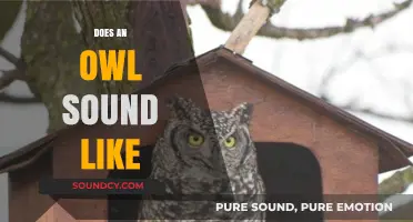 Unraveling the Mystery: What Does an Owl's Call Truly Sound Like?