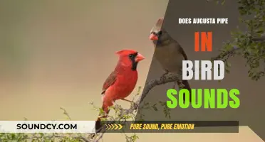 The Masters' Piped-In Birdsong Mystery