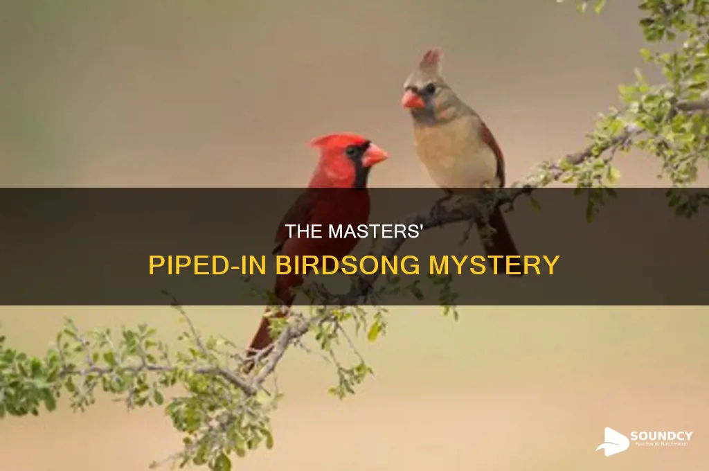 does augusta pipe in bird sounds