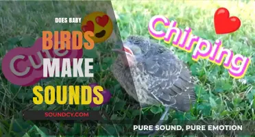 Do Baby Birds Make Sounds? Exploring Their Early Vocalizations