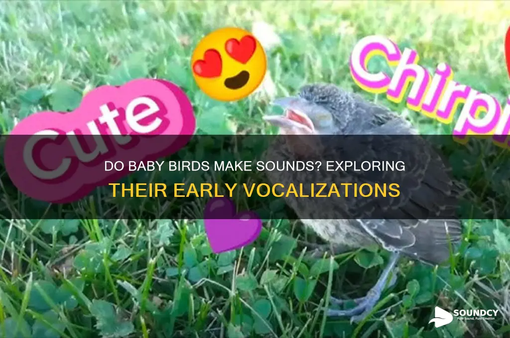 does baby birds make sounds