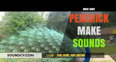 Do Baby Peachicks Make Sounds? Exploring Their Early Vocalizations
