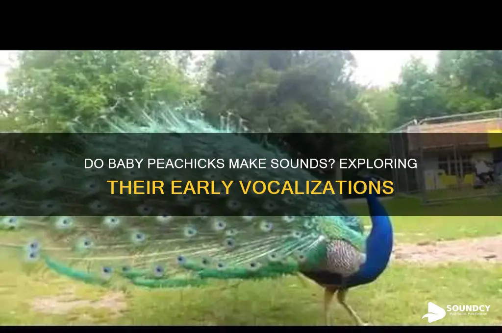 does baby peachick make sounds