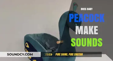 Do Baby Peacocks Make Sounds? Exploring Their Unique Vocalizations