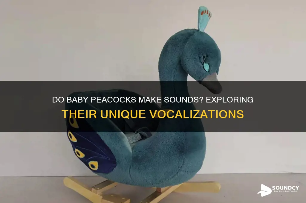 does baby peacock make sounds
