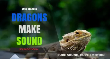 Do Bearded Dragons Make Sounds? Uncovering Their Unique Communication Methods