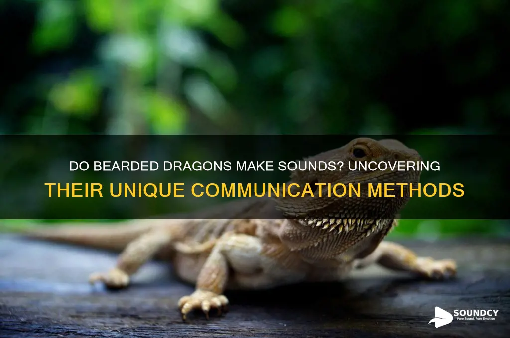does bearded dragons make sound