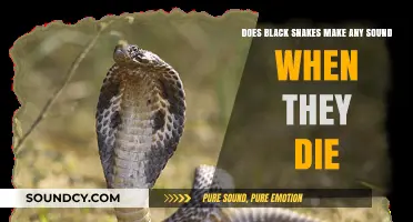 Do Black Snakes Make Any Sound When They Die?