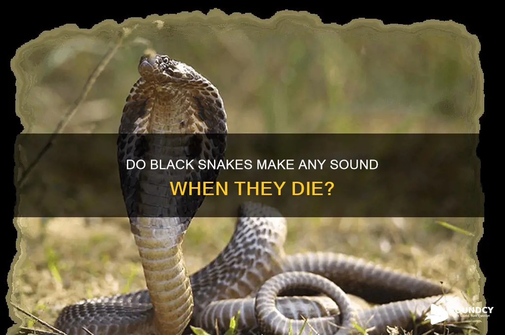 does black snakes make any sound when they die