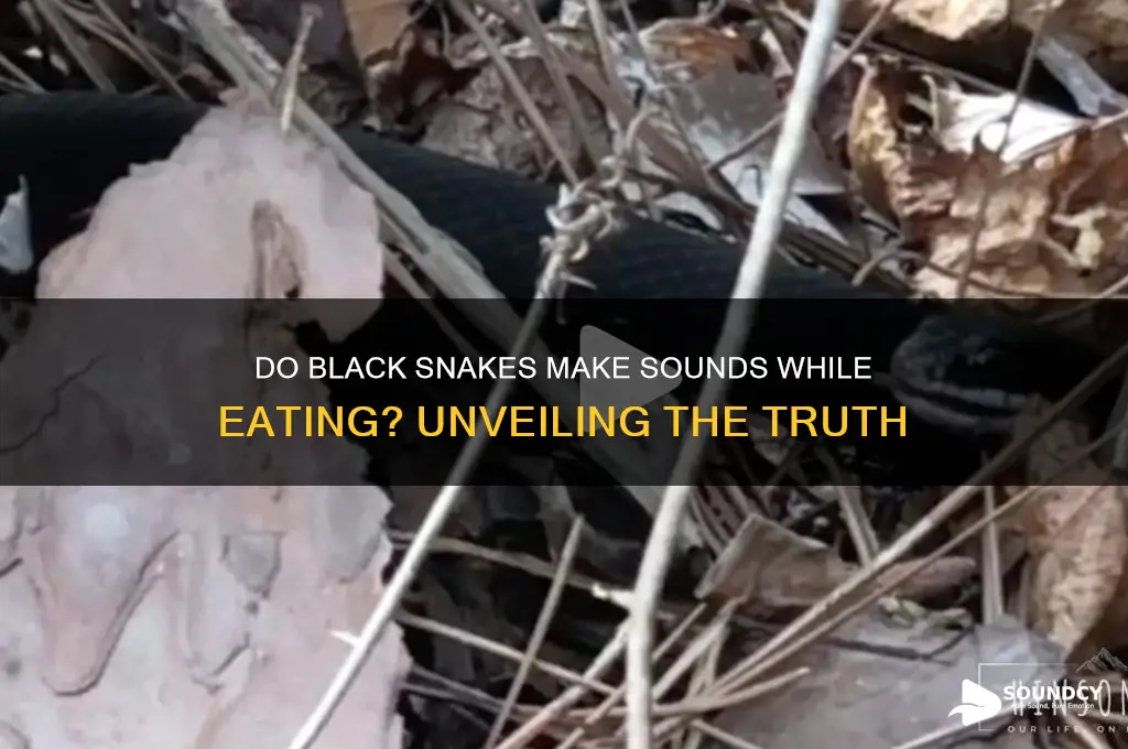does black snakes make any sounds when they eat