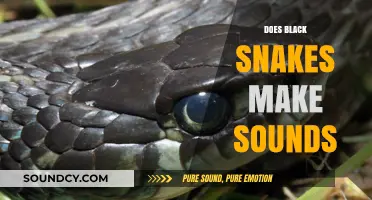 Do Black Snakes Hiss or Stay Silent? Uncovering Their Vocal Abilities