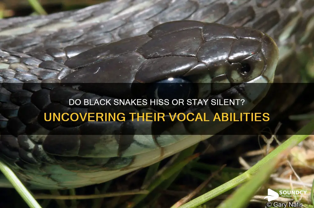 does black snakes make sounds
