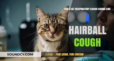 Cat Respiratory Cough vs. Hairball Cough: How to Tell the Difference