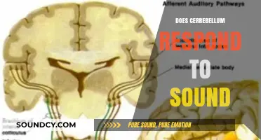 How the Cerebellum Processes and Responds to Auditory Stimuli