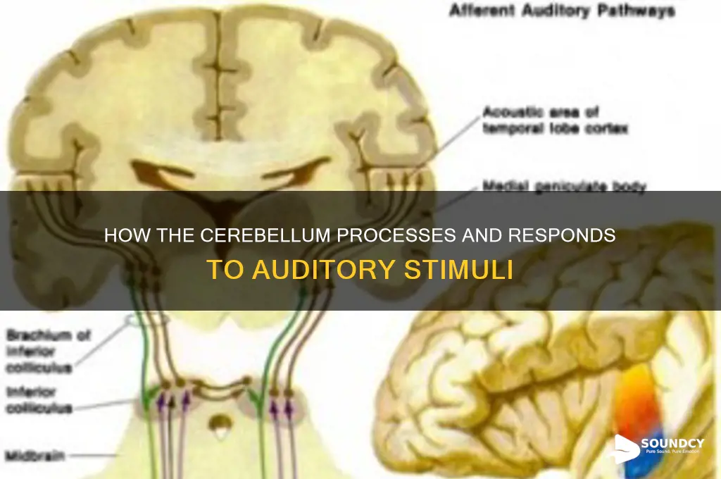 does cerrebellum respond to sound