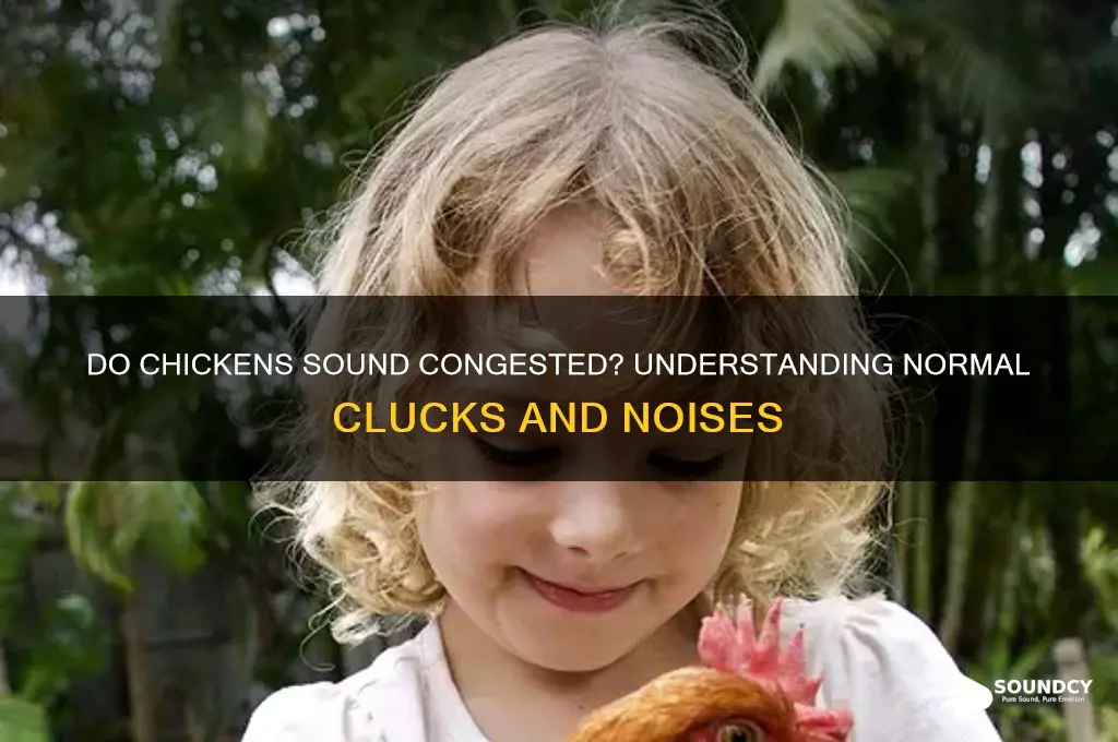 does chicken normally sound congested