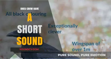 How to Identify a Crow's Short Sound