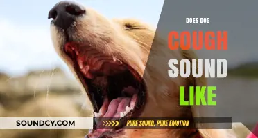 What Does a Dog Cough Sound Like? Identifying Common Canine Coughs