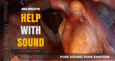 How the Epiglottis Influences Sound Production and Speech Clarity