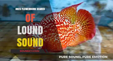 Loud Noises: A Scary Experience for Flowerhorns?