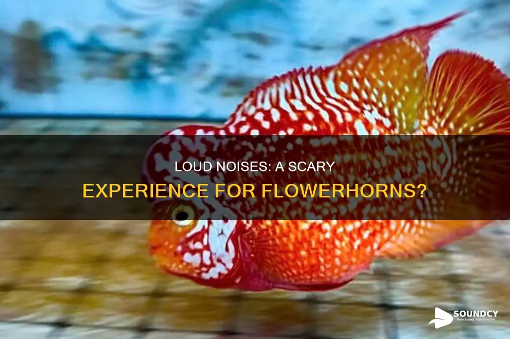 does flowerhorn scared of lound sound