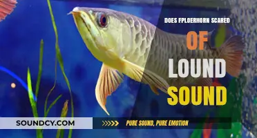 Exploring the Fear Response in Flowerhorn Fish