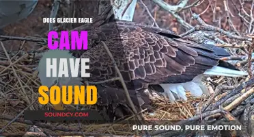 Glacier Eagle Cam: What's All the Noise About?
