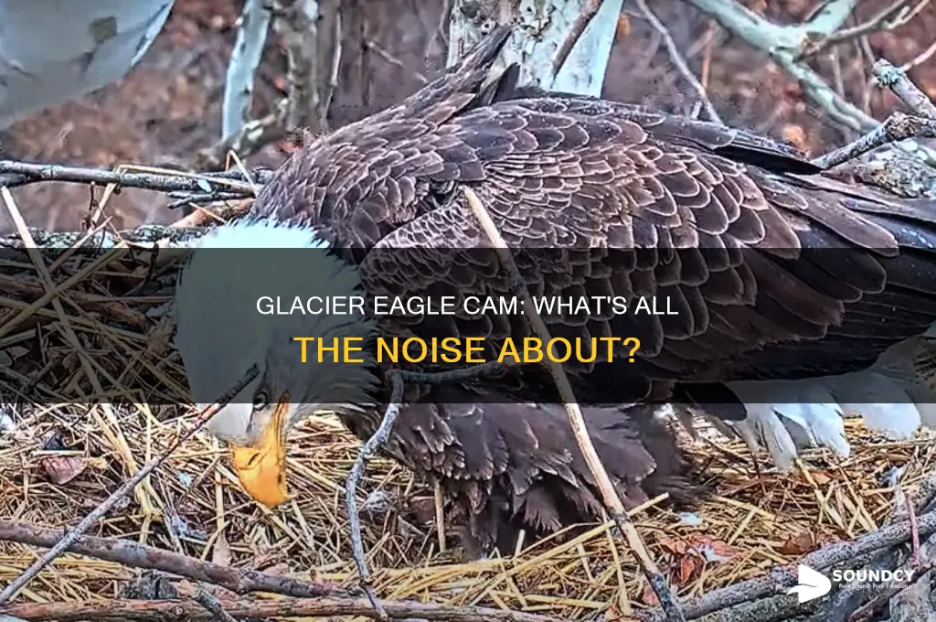 does glacier eagle cam have sound