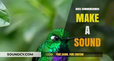 Do Hummingbirds Make Sounds? Unveiling Their Unique Vocalizations