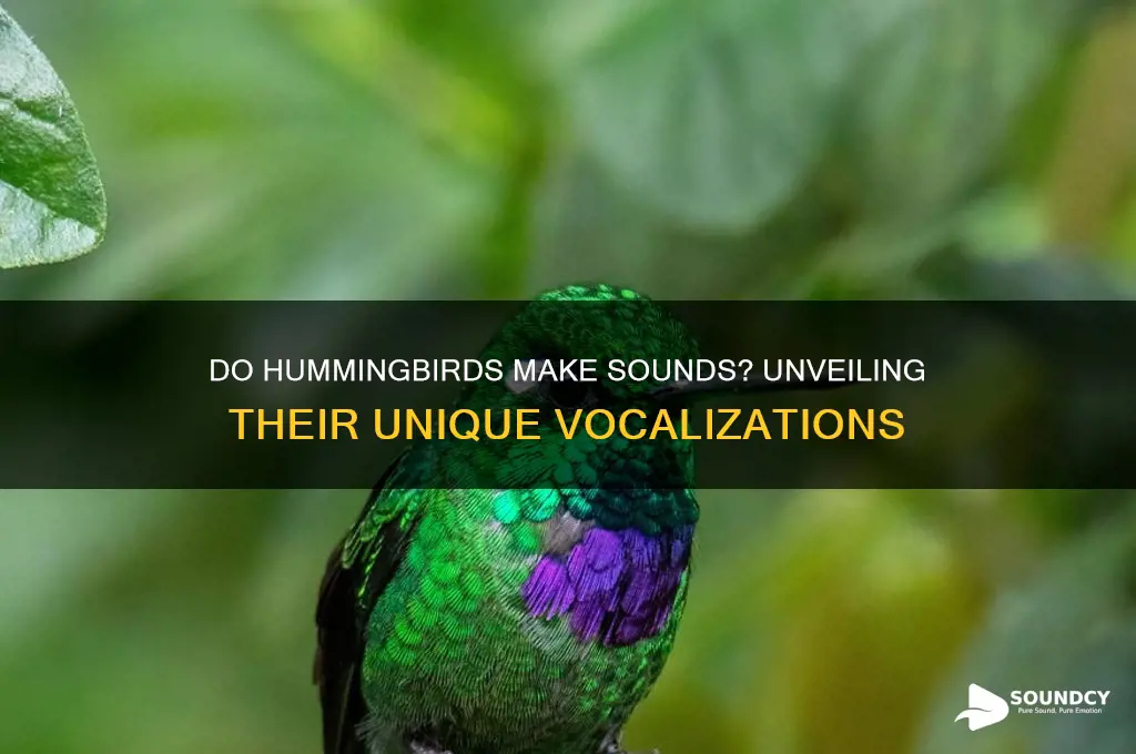 does hummingbirds make a sound