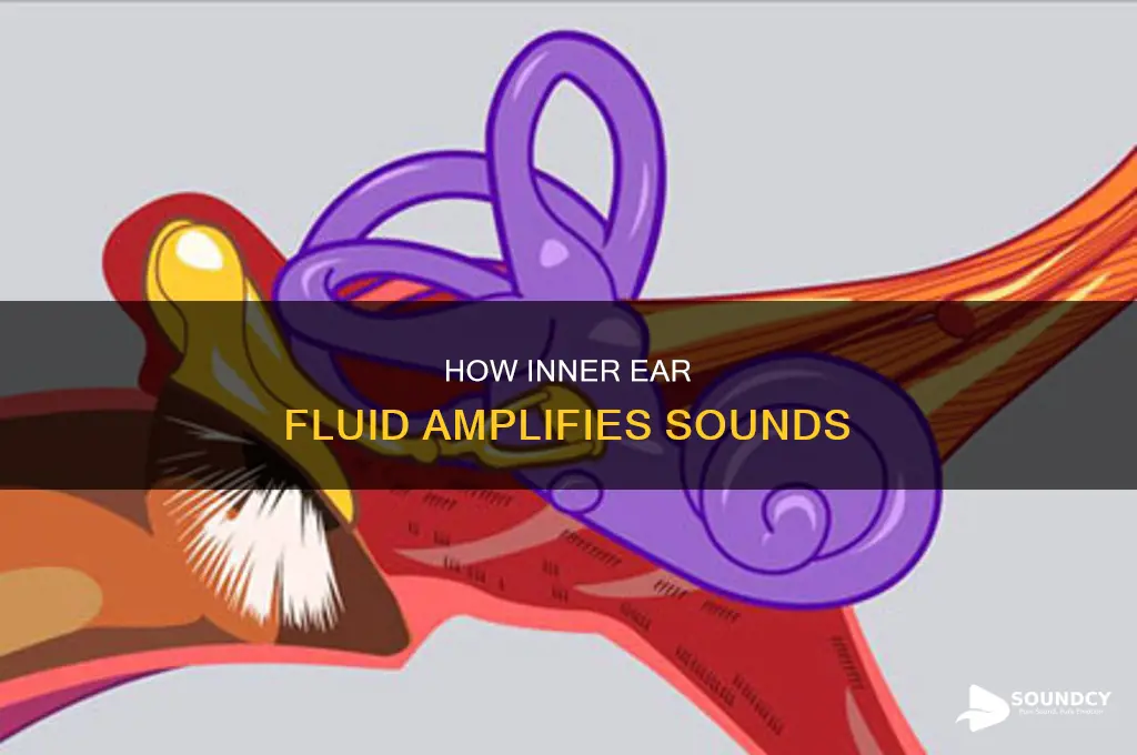 does inner ear fluid magnify sounds