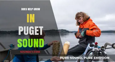 Kelp Growth in Puget Sound: What's the Deal?