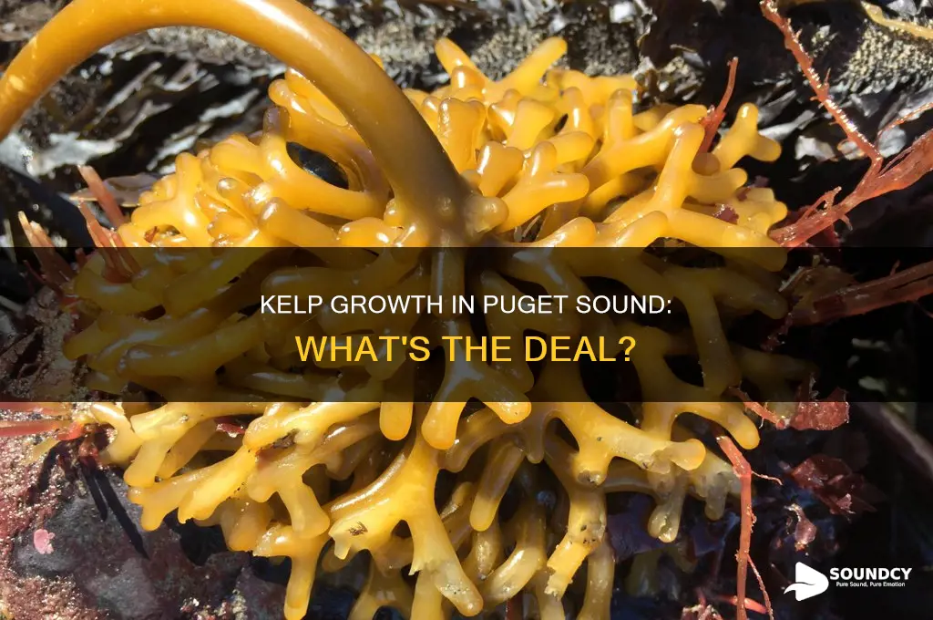 does kelp grow in puget sound