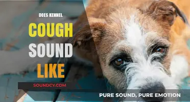 What Does Kennel Cough Sound Like? Identifying Symptoms in Dogs