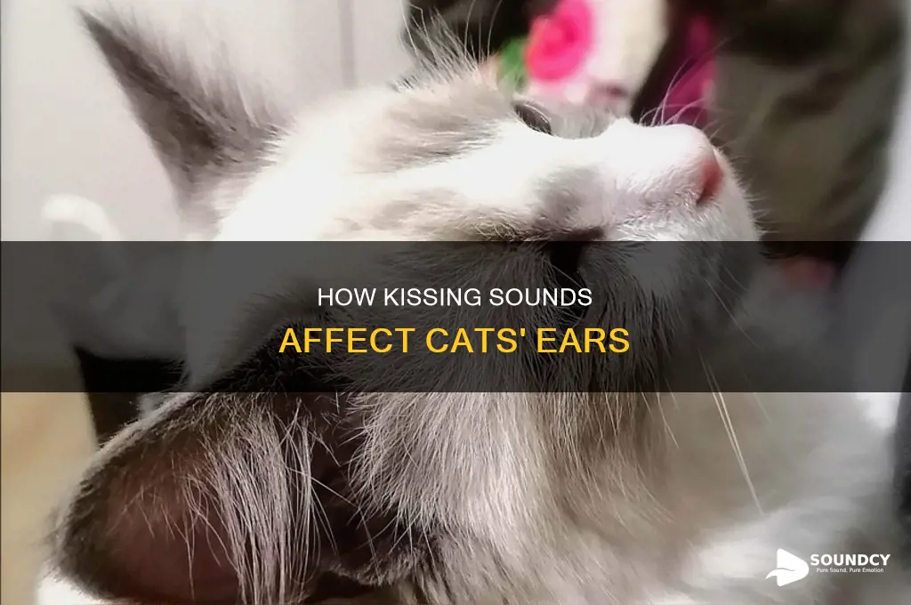 does kissing sound hurt cats ears